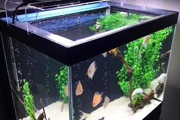 Armatürk Akvaryum Petshop - Resim 10