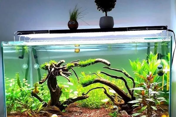 Armatürk Akvaryum Petshop - Resim 13