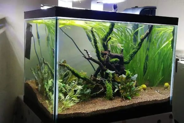 Armatürk Akvaryum Petshop - Resim 16