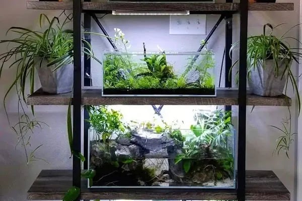 Armatürk Akvaryum Petshop - Resim 8