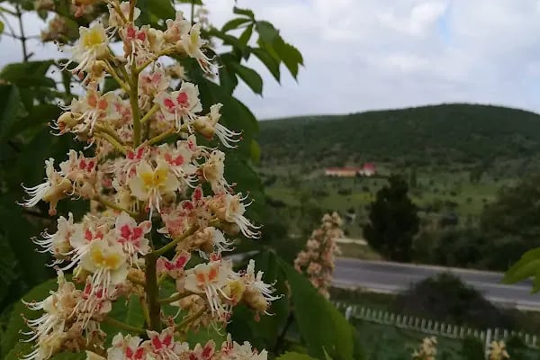 Bernaz Dağ Evleri - Resim 18