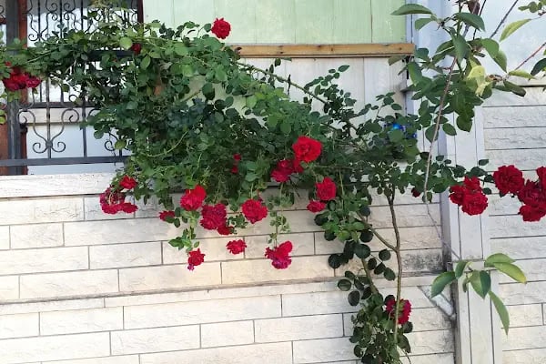 Akkent Sitesi - Resim 13