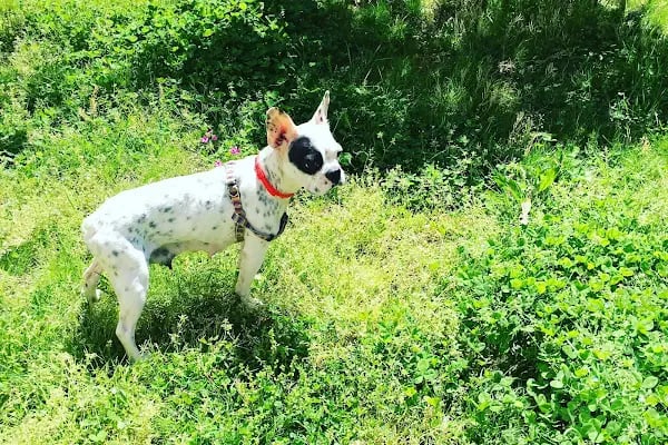 SİMAY PETSHOP - Resim 10