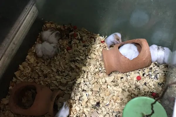 SİMAY PETSHOP - Resim 16
