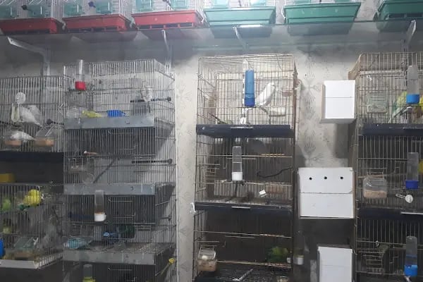 Şanlıurfa Muhabbet Kuşu Üretim - Resim 6