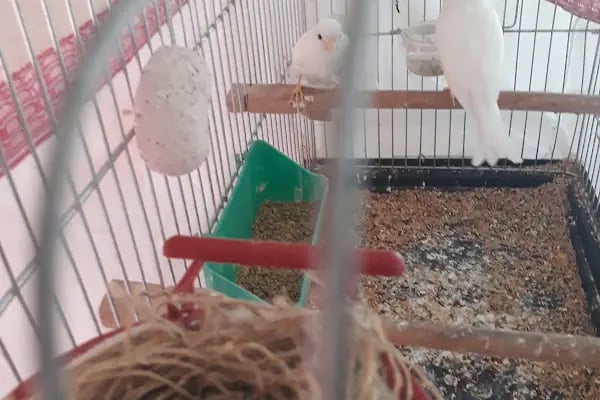 Şanlıurfa Muhabbet Kuşu Üretim - Resim 19