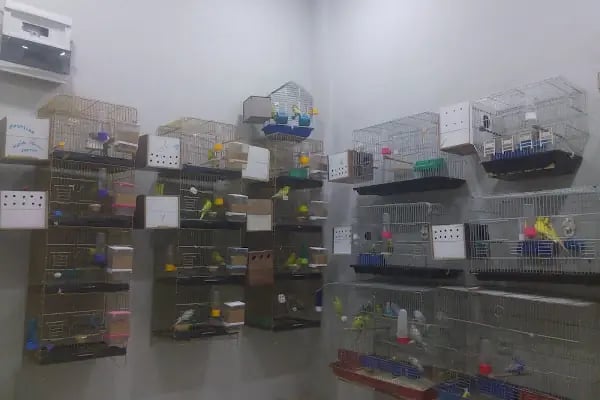 Şanlıurfa Muhabbet Kuşu Üretim - Resim 16