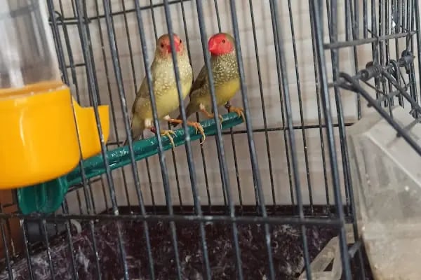 Şanlıurfa Muhabbet Kuşu Üretim - Resim 11