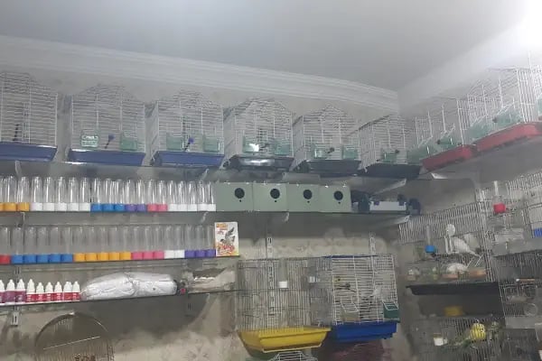 Şanlıurfa Muhabbet Kuşu Üretim - Resim 1