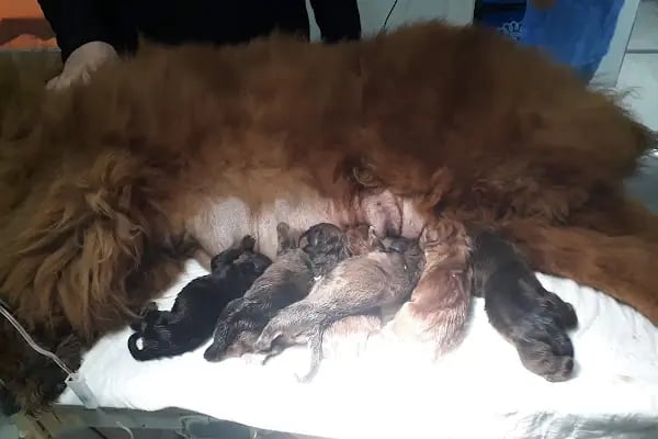 Medikon Veteriner Kliniği - Resim 4
