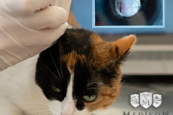 Medikon Veteriner Kliniği - Resim 14