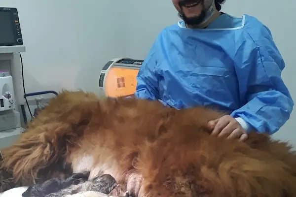 Medikon Veteriner Kliniği - Resim 6