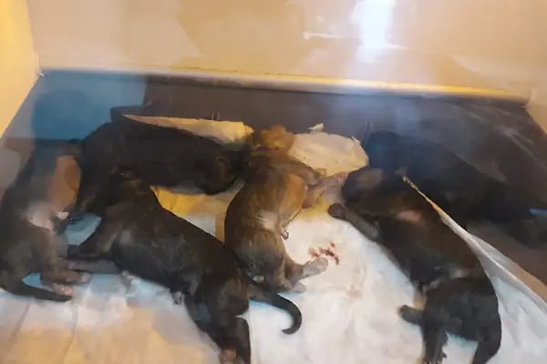 Medikon Veteriner Kliniği - Resim 3
