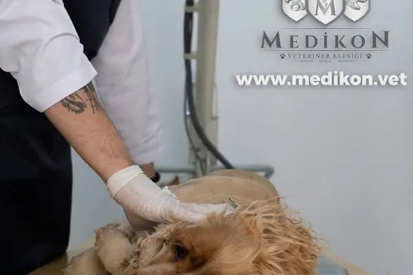 Medikon Veteriner Kliniği - Resim 8