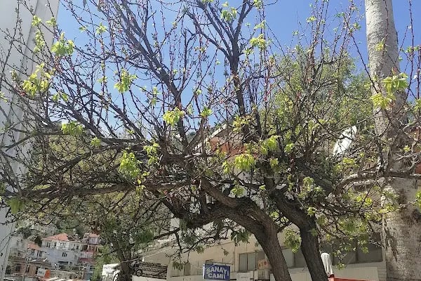 Finike Sanayi Sitesi - Resim 6
