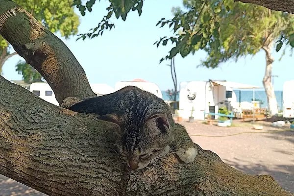 Mezitli Tece karavan parkı - Resim 14