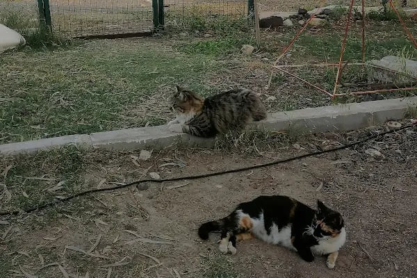 Mezitli Tece karavan parkı - Resim 19