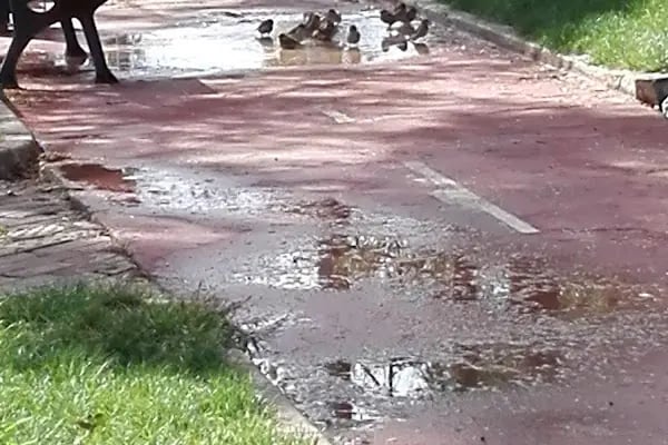 Belediye Aile Çay Bahçesi ve Oyun Parkı - Resim 4
