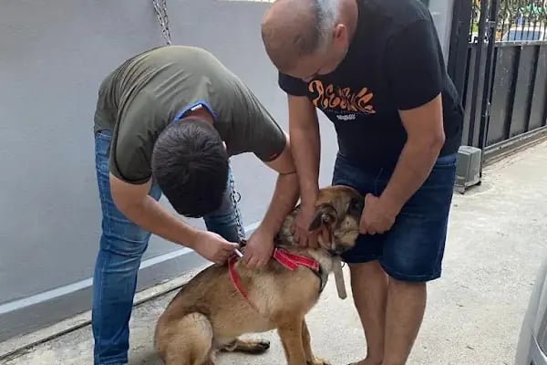 Barlas Veteriner Kliniği - Resim 8