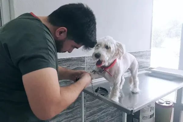 Barlas Veteriner Kliniği - Resim 19