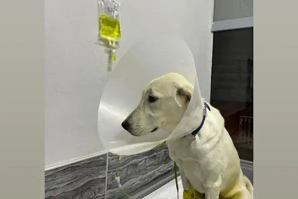 Barlas Veteriner Kliniği - Resim 11