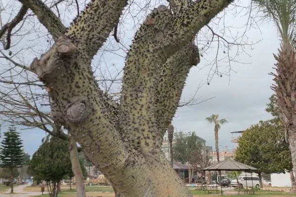 Sakarya Parkı - Resim 1