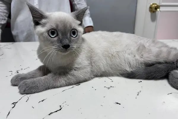Has Veteriner Kliniği - Resim 11