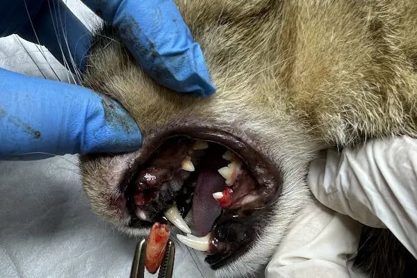 Has Veteriner Kliniği - Resim 17