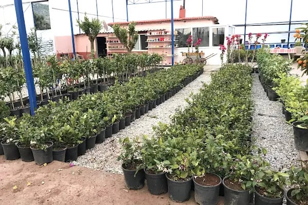 KIRKICI FİDANCILIK Çiç. Pey. Gıd. Tar. Hay. Taş. San. Ve Tic. Ltd. Şti. - Resim 5