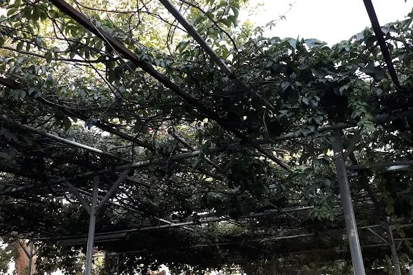 Yıldız Mangal Restoran - Resim 5