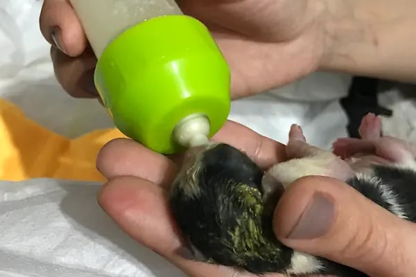 Db Veteriner Kliniği - Resim 19