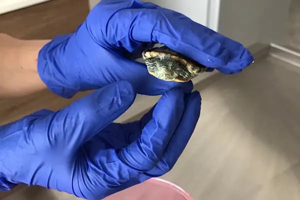 Db Veteriner Kliniği - Resim 14
