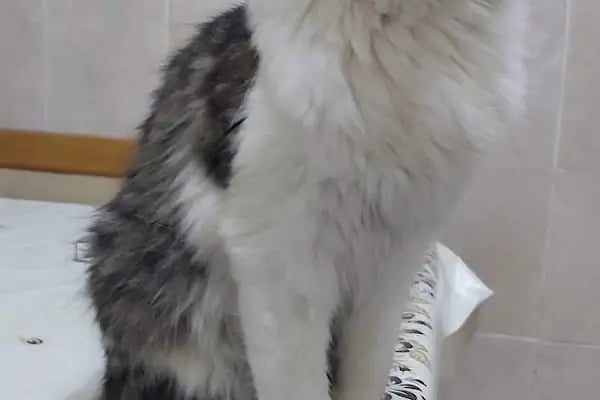 Totem Veteriner Kliniği - Resim 16