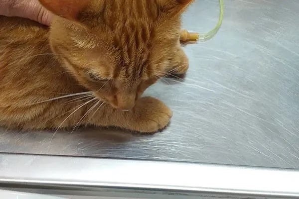 Totem Veteriner Kliniği - Resim 14