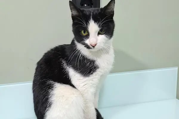 DünyaVet Veteriner Kliniği - Nilüfer, İhsaniye, Esentepe, Karaman - Resim 10