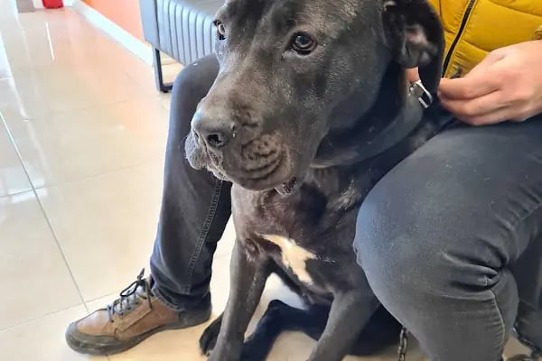 DünyaVet Veteriner Kliniği - Nilüfer, İhsaniye, Esentepe, Karaman - Resim 19