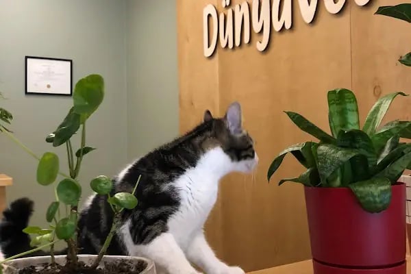 DünyaVet Veteriner Kliniği - Nilüfer, İhsaniye, Esentepe, Karaman - Resim 13