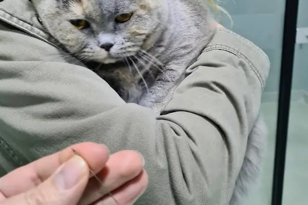 DünyaVet Veteriner Kliniği - Nilüfer, İhsaniye, Esentepe, Karaman - Resim 9