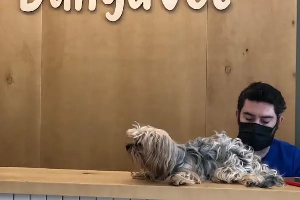 DünyaVet Veteriner Kliniği - Nilüfer, İhsaniye, Esentepe, Karaman - Resim 15