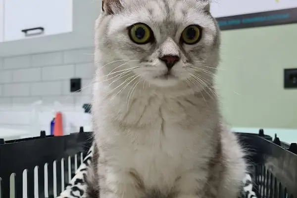 DünyaVet Veteriner Kliniği - Nilüfer, İhsaniye, Esentepe, Karaman - Resim 5
