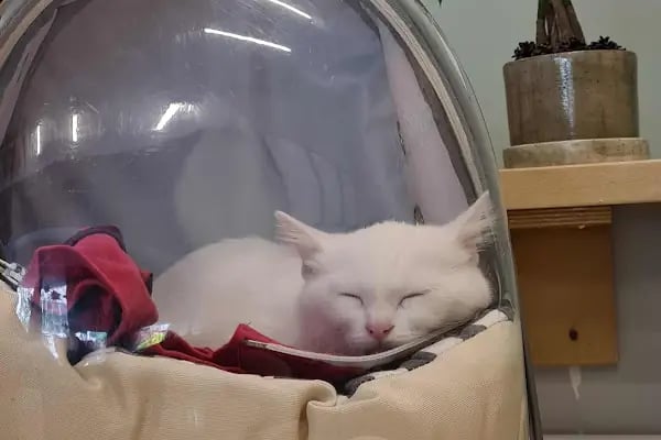 DünyaVet Veteriner Kliniği - Nilüfer, İhsaniye, Esentepe, Karaman - Resim 2