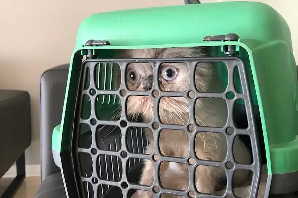 DünyaVet Veteriner Kliniği - Nilüfer, İhsaniye, Esentepe, Karaman - Resim 20