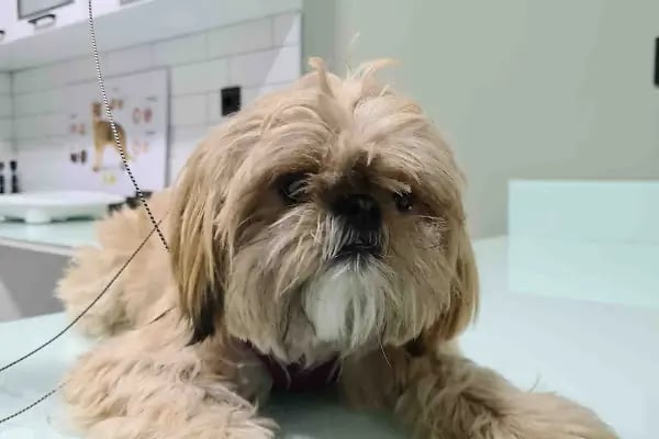 DünyaVet Veteriner Kliniği - Nilüfer, İhsaniye, Esentepe, Karaman - Resim 16