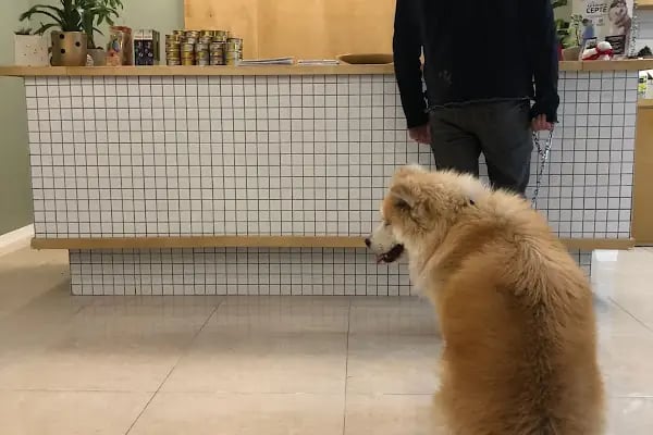 DünyaVet Veteriner Kliniği - Nilüfer, İhsaniye, Esentepe, Karaman - Resim 11