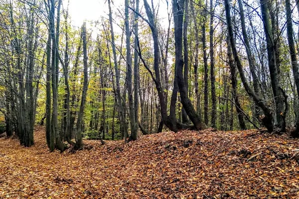 Polonezköy Tabiat Parkı - Resim 7