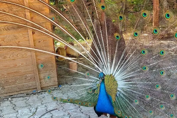 Polonezköy Tabiat Parkı - Resim 13