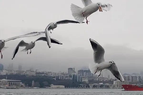 Beşiktaş Adalar İskelesi - Resim 11