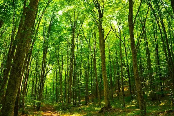 Çifte Kaynaklar Piknik ve Kamp Alanı - Resim 13