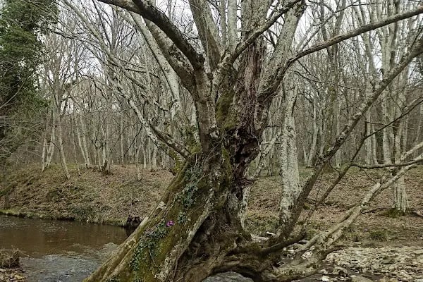 Çifte Kaynaklar Piknik ve Kamp Alanı - Resim 11