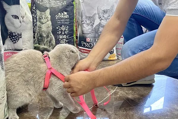 TIFIL PETSHOP - Resim 15